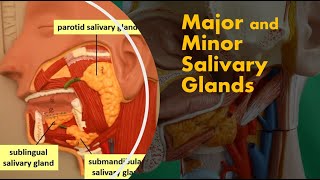 Major Salivary Glands Their Ducts and Saliva [upl. by Glori]