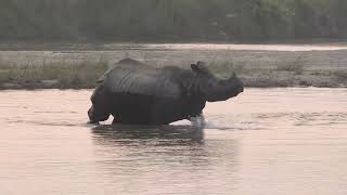 Rhino crossing a river in Chitwan National park [upl. by Akcirret]