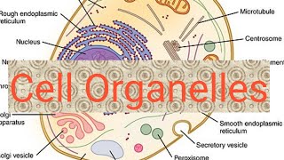 Cell organelle in urduhindi [upl. by Bennion554]