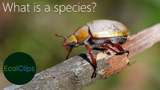 Species Concepts Explained in Short  EcolClips [upl. by Lihka]