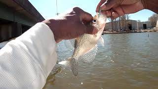 CRAPPIE FISHING LAKE OCONEE GA [upl. by Jairia]