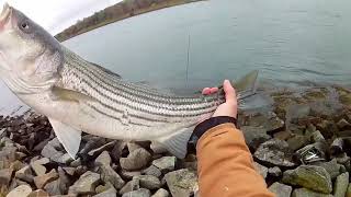 Striped bass fishing cape cod canal 2023 [upl. by Orin]