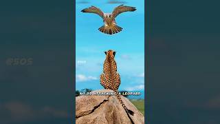 Top Five Best Peregrine Falcon Attacks 😱  🦅  🥵shorts trending viralvideo pets birds [upl. by Smitt]