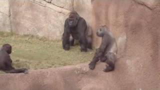 Gorillas at the LA ZOO watch the whole video [upl. by Stanwinn52]