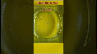 Mosquito larvae larvae larva malaria dengue aedes culex anopheles mosquito [upl. by Soneson]