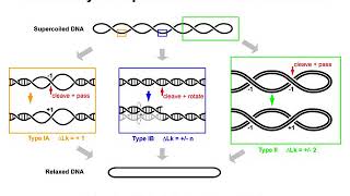 DNA Supercoiling 4  Topoisomerases [upl. by Eleon586]