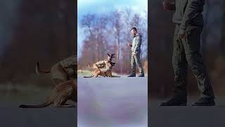 dogs k9protection germanshepherd dog doglover k9 dogtraining k9handler [upl. by Babb]