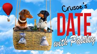 Ep 4 Crusoe the Dachshunds Date with Paisley CuteFunny Dog Date [upl. by Hnao214]