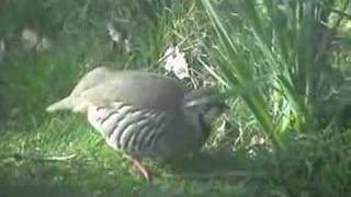 Redlegged Partridge Alectoris rufa [upl. by Thorr]