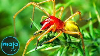 Top 10 Most Venomous Spiders On Earth [upl. by Etteinotna160]