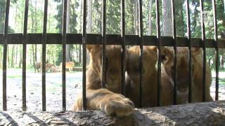 The Lion´s den in Kolmårdens Wildlife park [upl. by Madid]