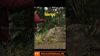 giant toad attack movieclips shortvideo [upl. by Keriann]