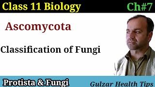 Ascomycota  classification of Fungi  kingdom Fungi  class 11 biology [upl. by Aruat]