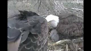 Decorah Eagles Pair Disagree Over Fish Dinner 41411 [upl. by Wulf]