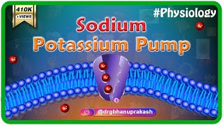 Sodium potassium pump animation [upl. by Ahselat]