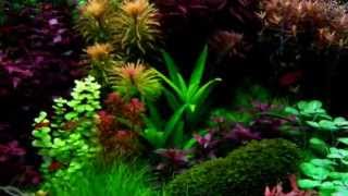 30 Gallon Dutch Aquarium 3 months [upl. by Agrippina]