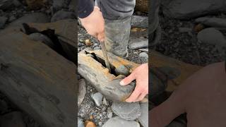 Three Jurassic Age nodules we found on the beach We hoped they would contain Ammonite fossils [upl. by Tav]