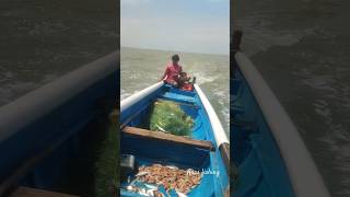 Shrimps fishing by small boats viralshort fisherman shorts fishing fishboat shrimp boat fish [upl. by Nalced]