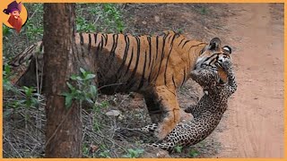 14 Tiger Battles Caught On Film [upl. by Ailatan30]