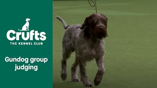 Gundog Group Judging and Presentation  Crufts 2022 [upl. by Anrev]