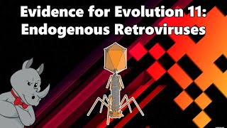 Evidence for Evolution  Endogenous Retroviruses [upl. by Alien845]