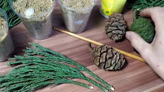 JGW 01  How to Propagate Cuttings of a Sequoia Tree PART 1 [upl. by Tayler260]