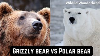 Grizzly Bear vs Polar Bear [upl. by Karia]