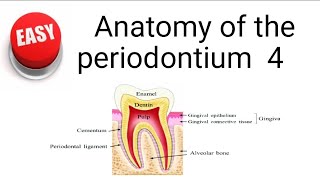 Anatomy of the periodontium 4 [upl. by Resee]