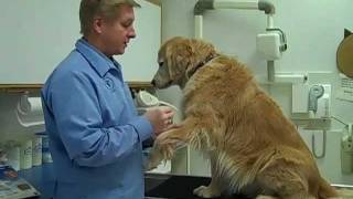 Heartworm Tests Naperville IL Woodridge IL Bolingbrook IL Plainfield IL 630 3556164 [upl. by Drugge438]