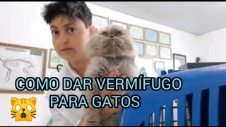 COMO DAR VERMÍFUGO PARA GATOS [upl. by Niveek]