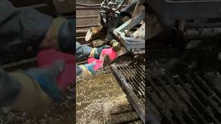 Hoof Care on the Farm Trimming Cows’ Hooves for Healthy Herds 🐄💥 [upl. by Kermie]