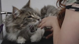 Giant Maine Coon cat ATTACKS groomer [upl. by Nord674]