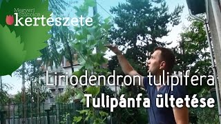 Tulipánfa ültetése  Liriodendron tulipifera  Megyeri Szabolcs Kertészet Nyúl [upl. by Naik]