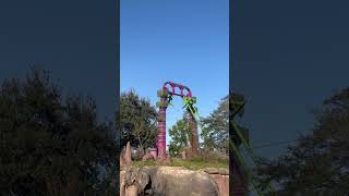 Serengeti Flyer testing at Busch Gardens Tampa The elephants were paid actors [upl. by Ailbert]