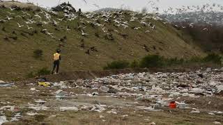 Whip Crack Scare Seagulls at Landfill [upl. by Stav264]