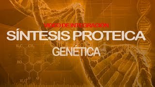 Síntesis proteica Integración  Genética [upl. by Nagek]