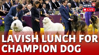 Westminster Club Dog Show LIVE  Miniature Poodle Wins Top Prize At Westminster Kennel Club Dog Show [upl. by Akinal480]