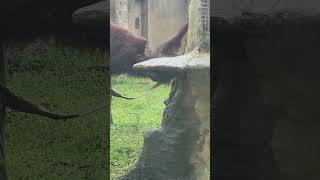 紅毛猩猩Bornean OrangutanTaipei Zoo [upl. by Lanrev]