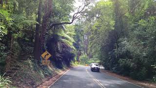 Dandenong Ranges Victoria drive through  4K [upl. by Essilevi]