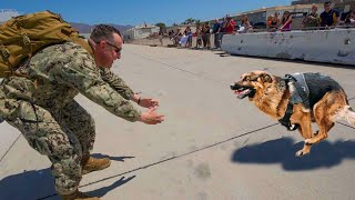 Most Emotional Dogs Reunions with Their Owners That Will Melt Your Heart ❤️Best of video 2022 [upl. by Saidel613]