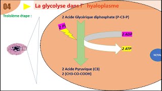 SVT 2 BAC résumé de lunité 01 consommation de la matière organique et flux dénergie partie 02 [upl. by Lahcym]