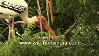 Colony of Painted storks in Gujarat [upl. by Vrablik]