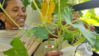 Long Bottle Gourd Plant🔥Cucuzza Squash✨लौकी का पौधा कैसे लगाएं🌱हार्वेस्टिंग ashasgardenstory [upl. by Eelibuj]