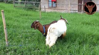 Super Big Boer male Goats  best Inspiration for Male Goat for your farm idea [upl. by Packton]