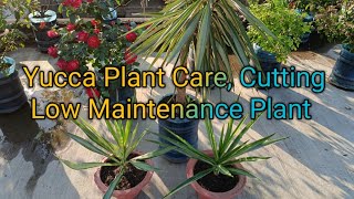 Yucca Plant Care Tips amp PropagationYucca plant ki cutting kaise lagaye [upl. by Jennie]