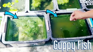 Natural Outdoor Guppy Fish Setup No Filter No Airpump Produce Massive Babies In Just 1 Day [upl. by Ecnerewal]