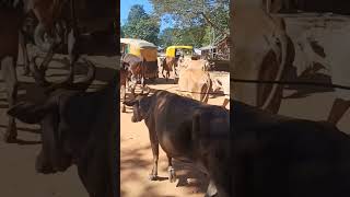 short video Anyone wants to buy Cow🐄 for christmashere it s😁 [upl. by Leak]