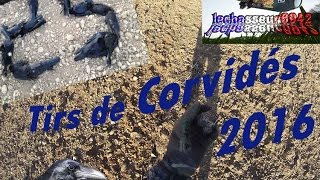 Tir de nombreux corvidés 2016 [upl. by Nnav150]