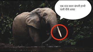 biggest one tusked wild elephant drinking water elephant jungleadventurevlog8296 [upl. by Janie]