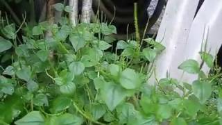 Nature Plant Clearweed  Peperomia Pellucida  Pepper Elder  Shining Bush Plant  Cang Cua in US [upl. by Akirdnahs]